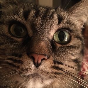 Meet your Posher, Cat